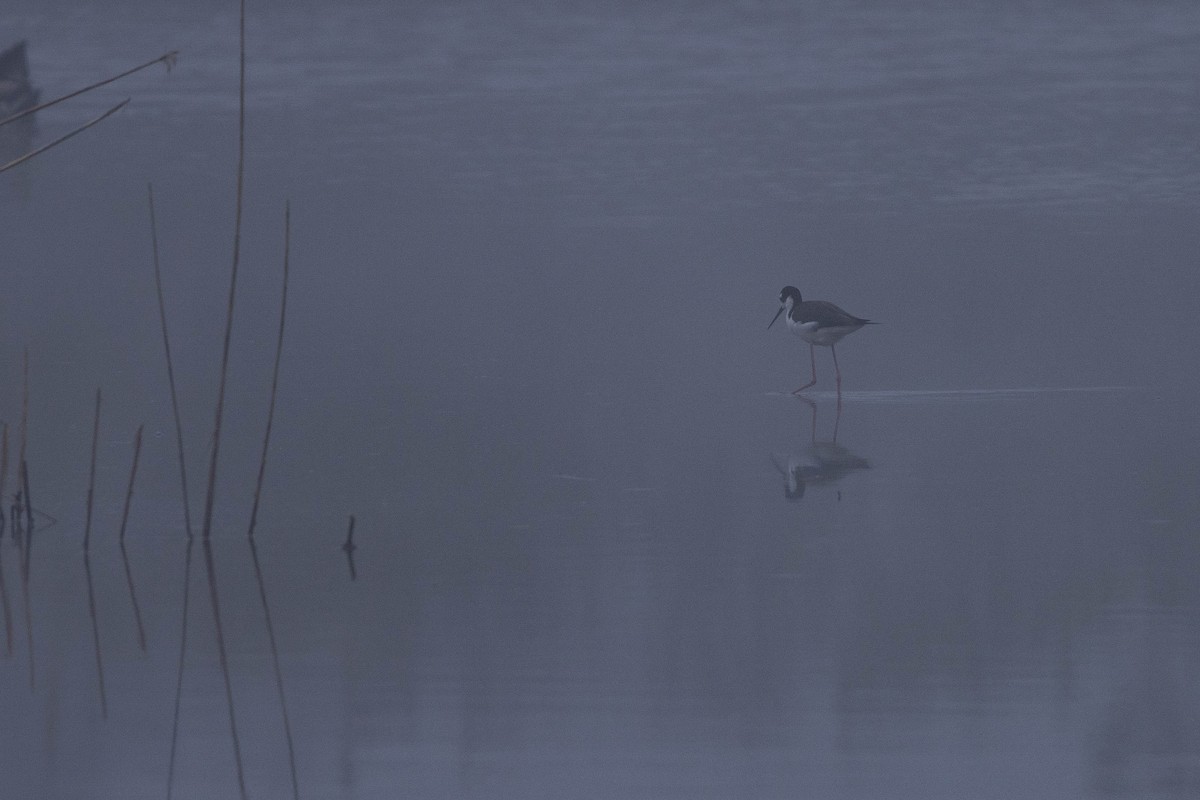 Black-necked Stilt - ML642763182
