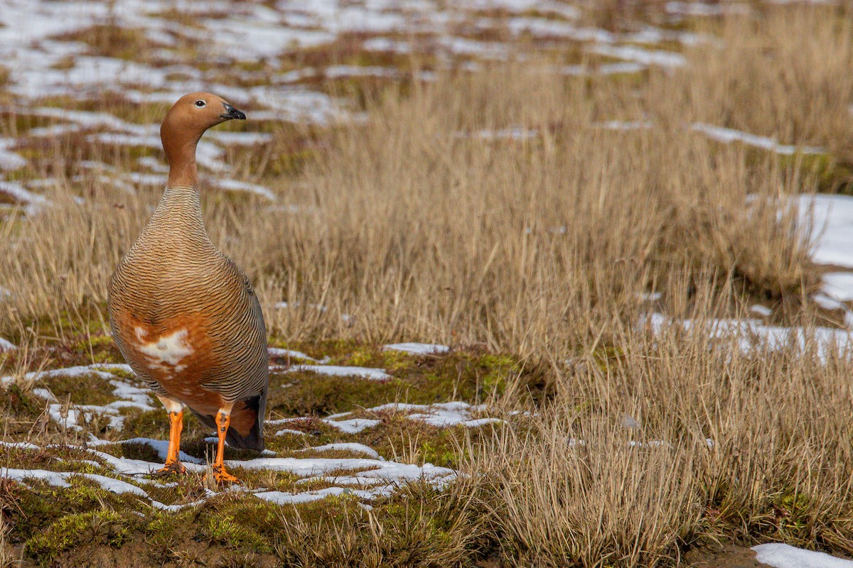 Ruddy-headed Goose - ML642763186