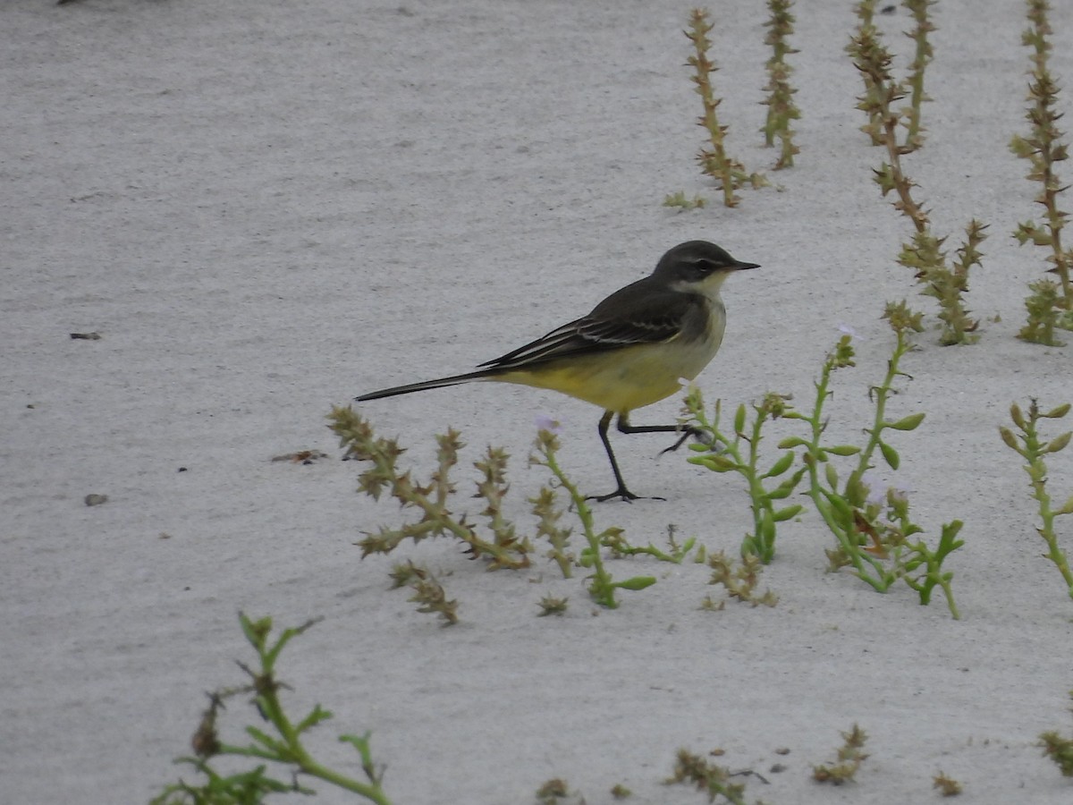 Western Yellow Wagtail (flava) - ML642763196