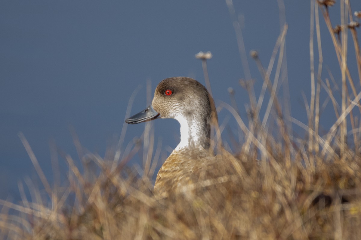 Crested Duck - ML642763202