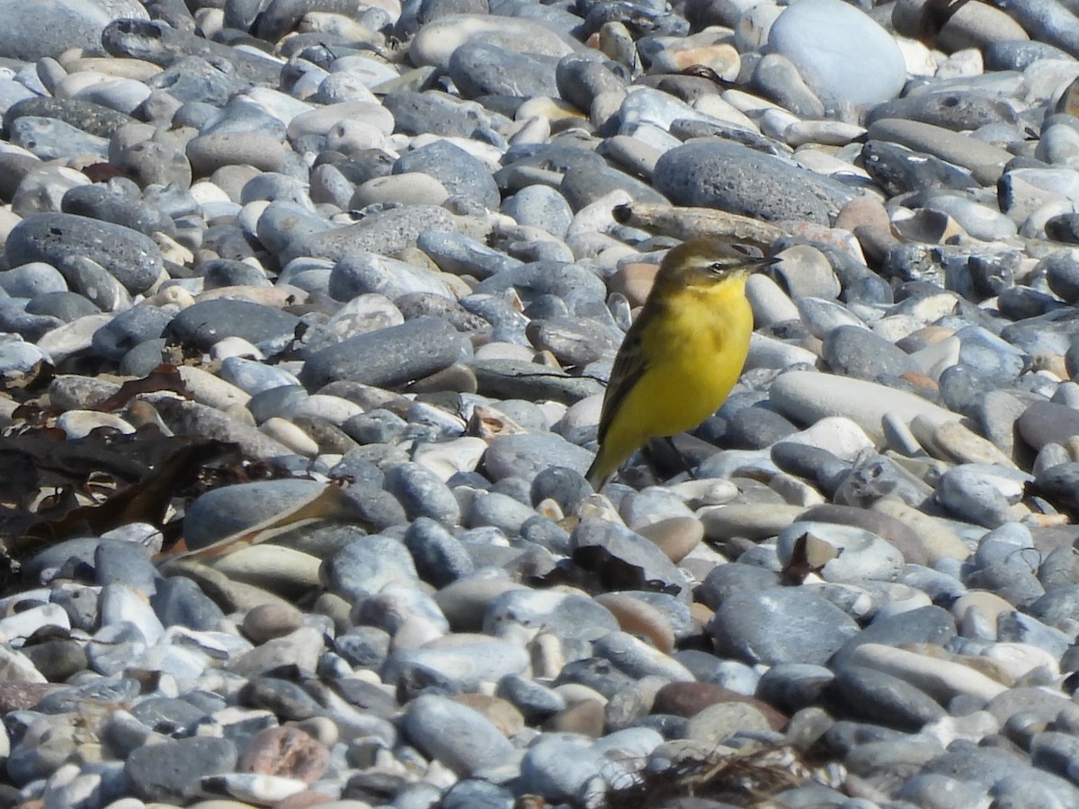 Western Yellow Wagtail - ML642763207