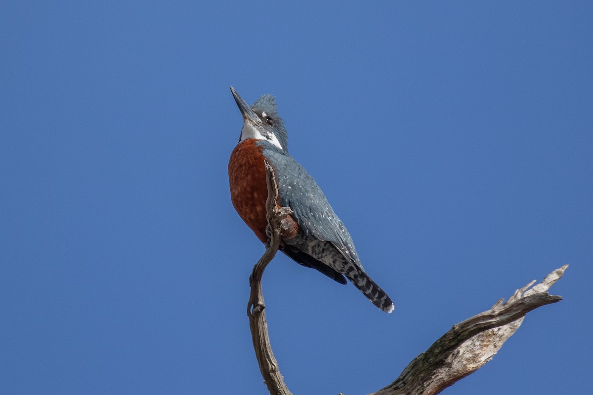 Ringed Kingfisher (Patagonian) - ML642763215