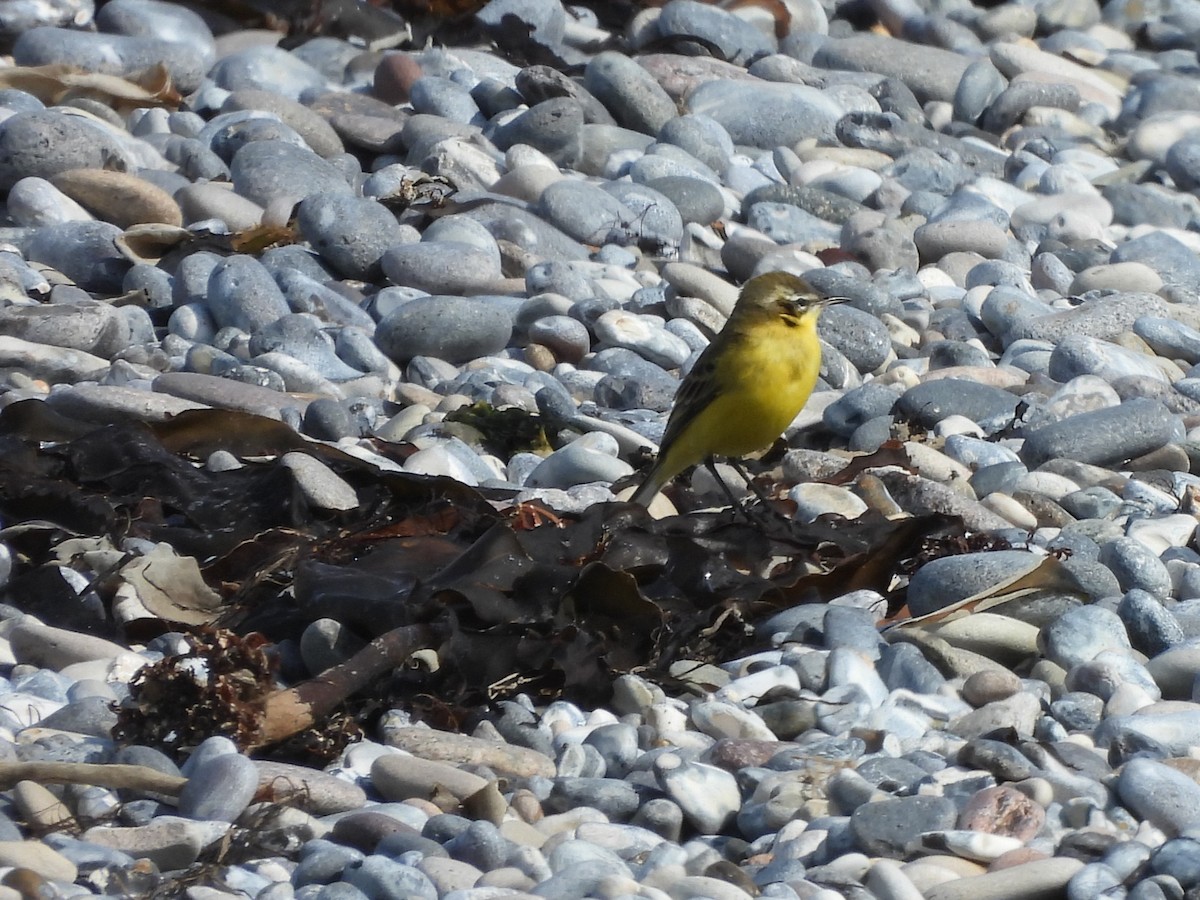 Western Yellow Wagtail - ML642763216