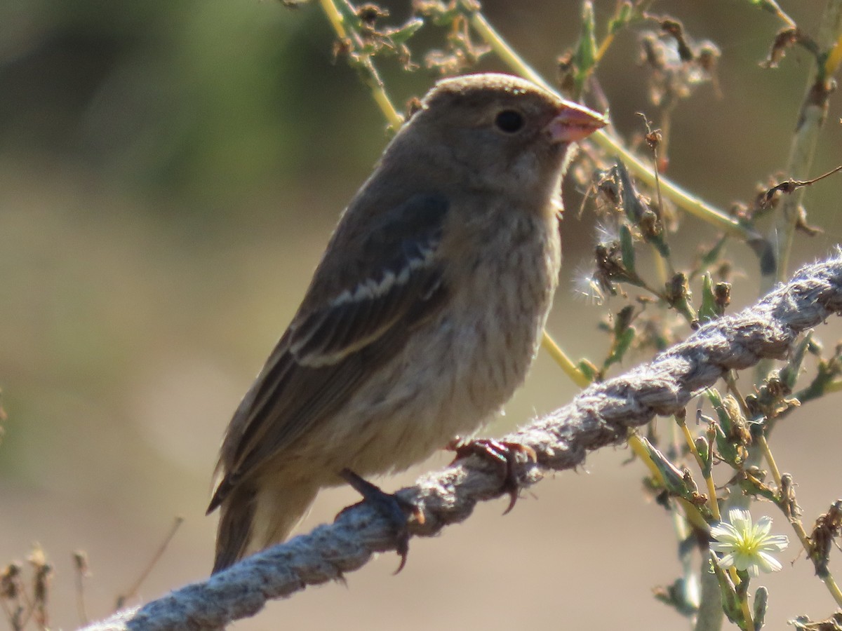 Lazuli Bunting - ML642763218