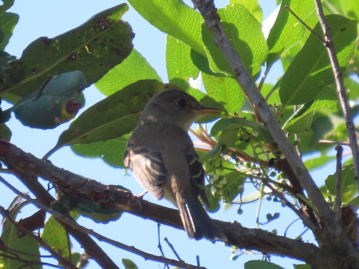 Willow Flycatcher - ML642763233
