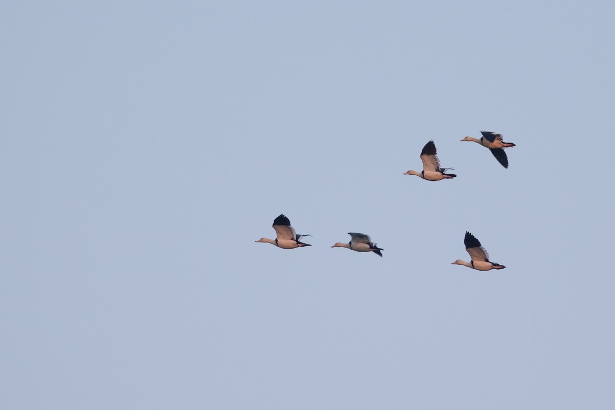 Radjah Shelduck - ML642763234