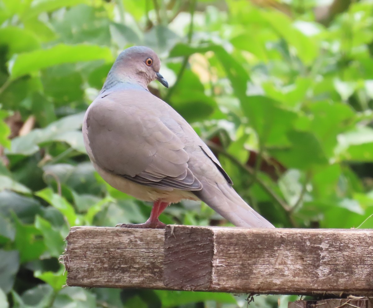 White-tipped Dove - ML642763235