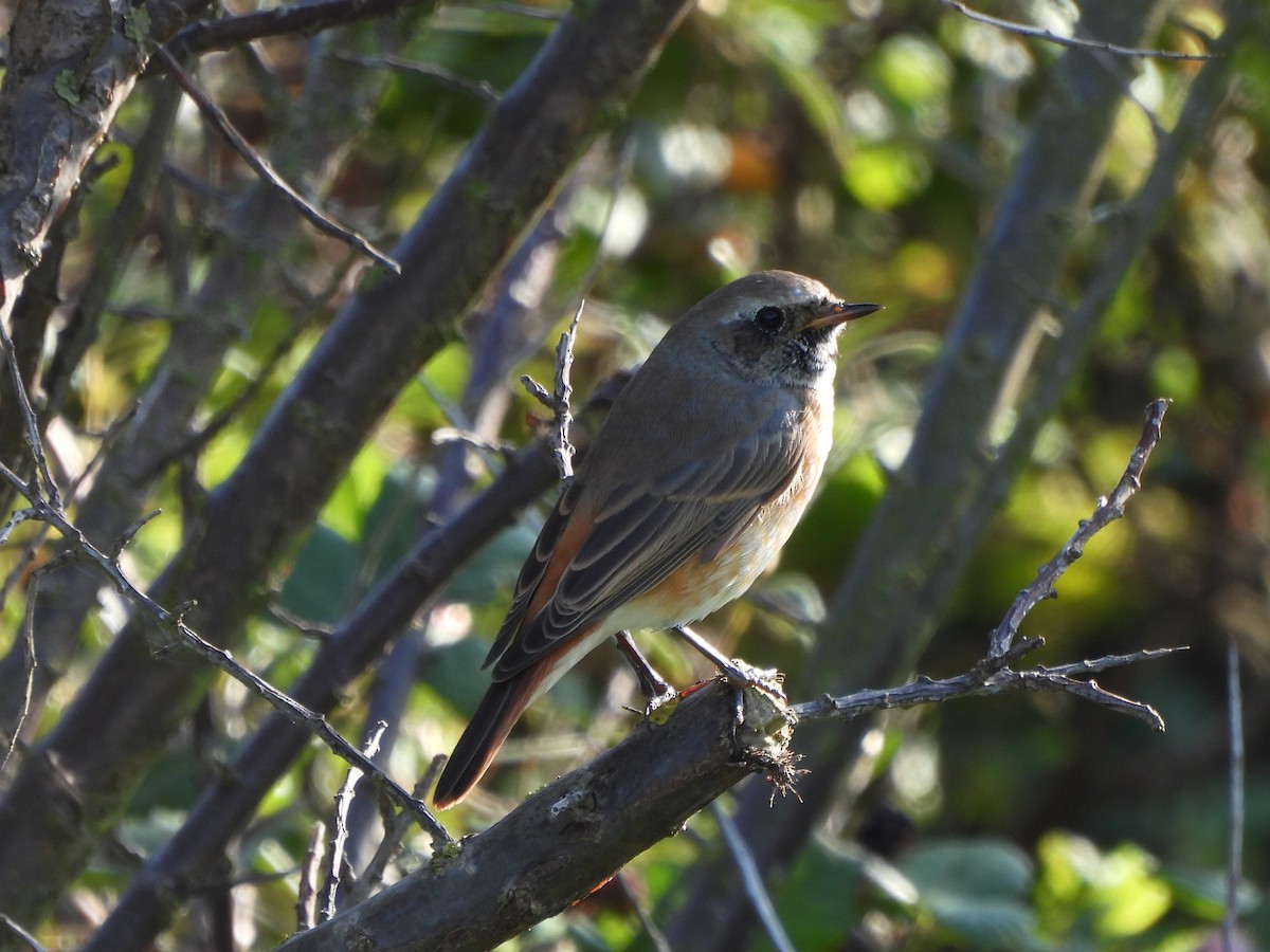 Common Redstart - ML642763251
