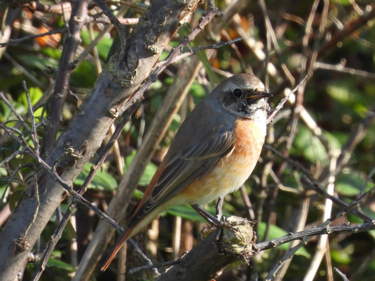 Common Redstart - ML642763252