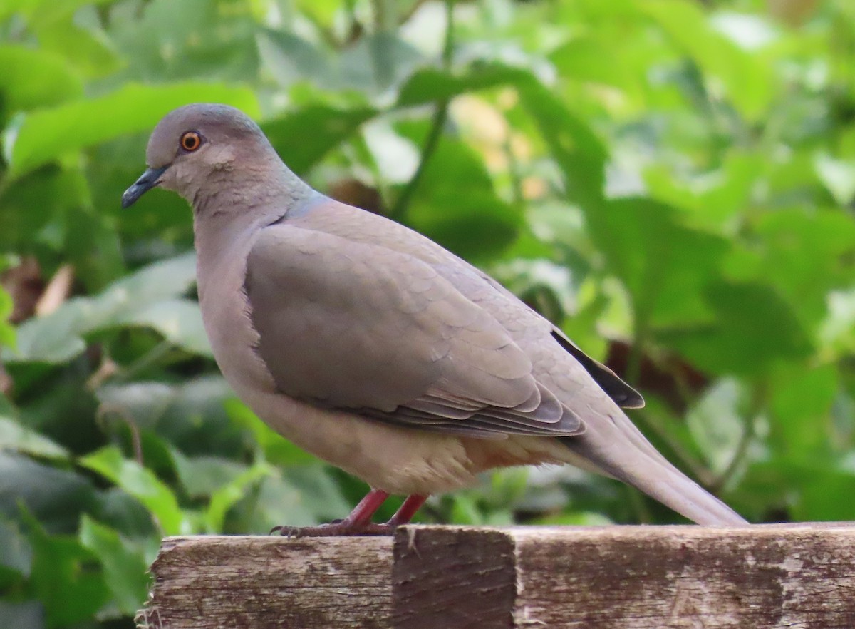 White-tipped Dove - ML642763253