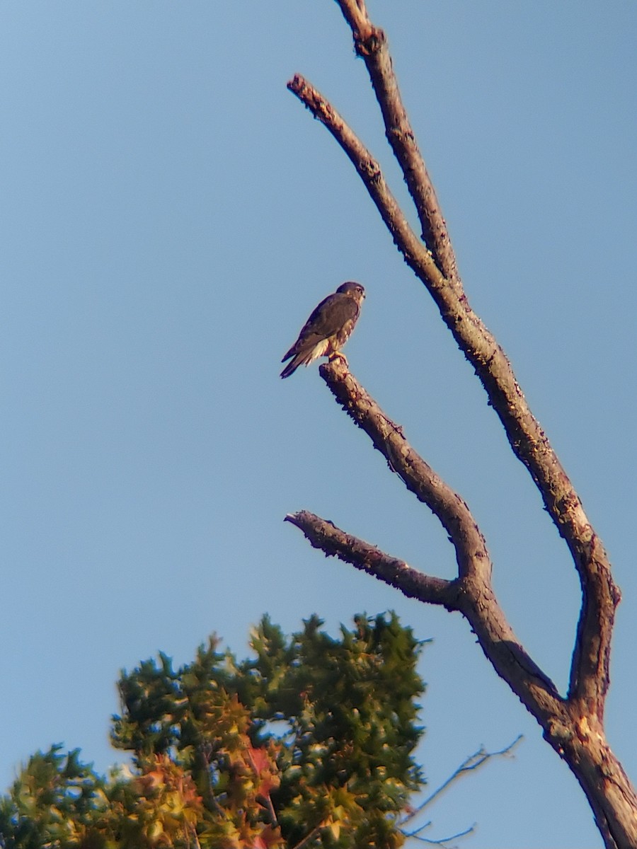 Merlin - ML642763254