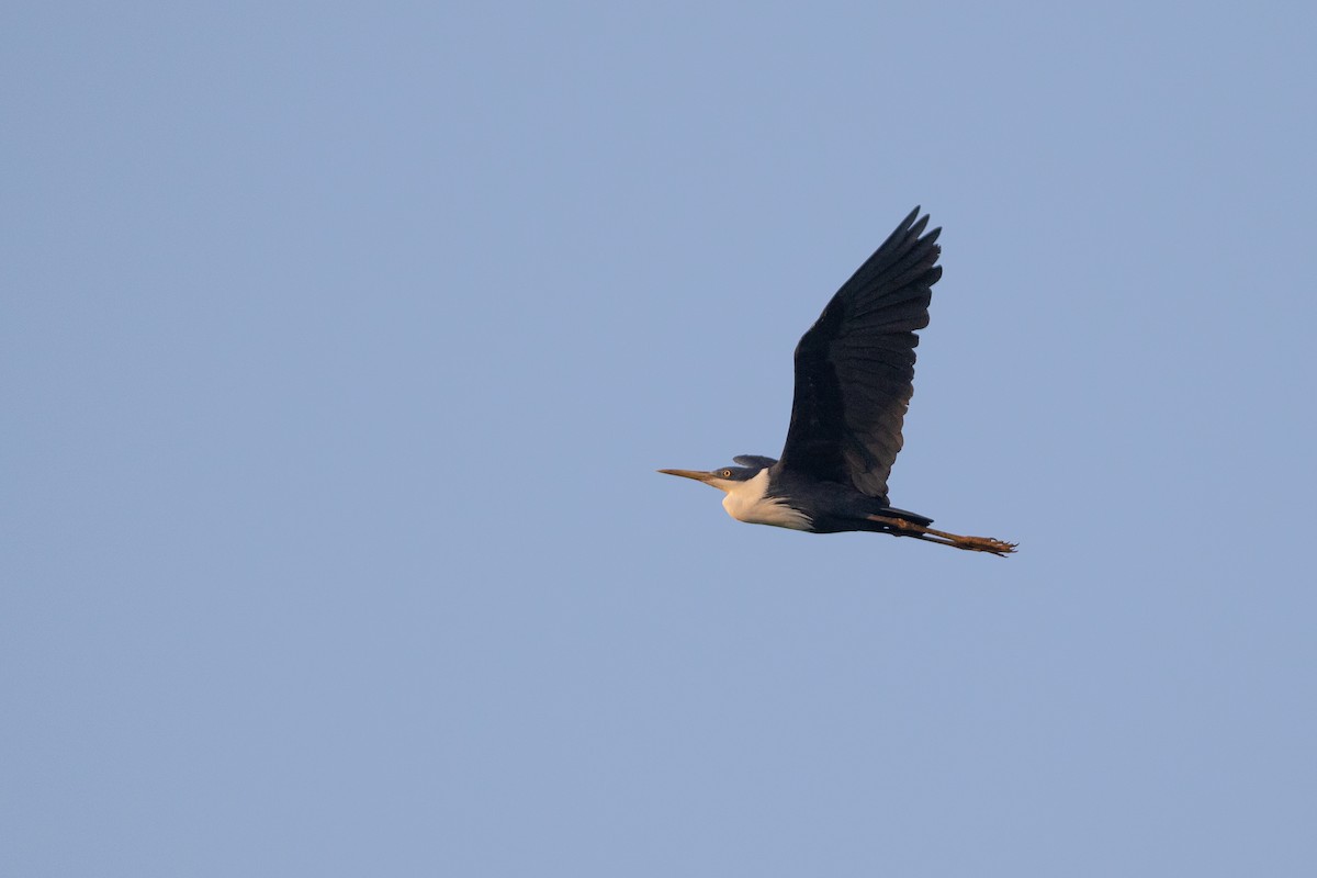 Pied Heron - ML642763277