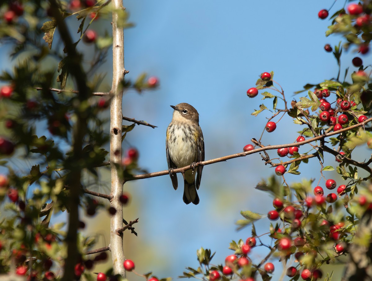 Yellow-rumped Warbler - Peggy Scanlan