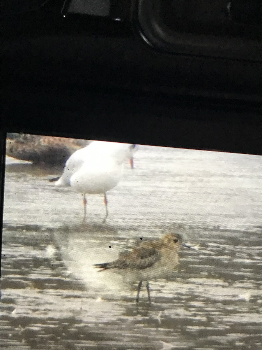 European Golden-Plover - ML642763326