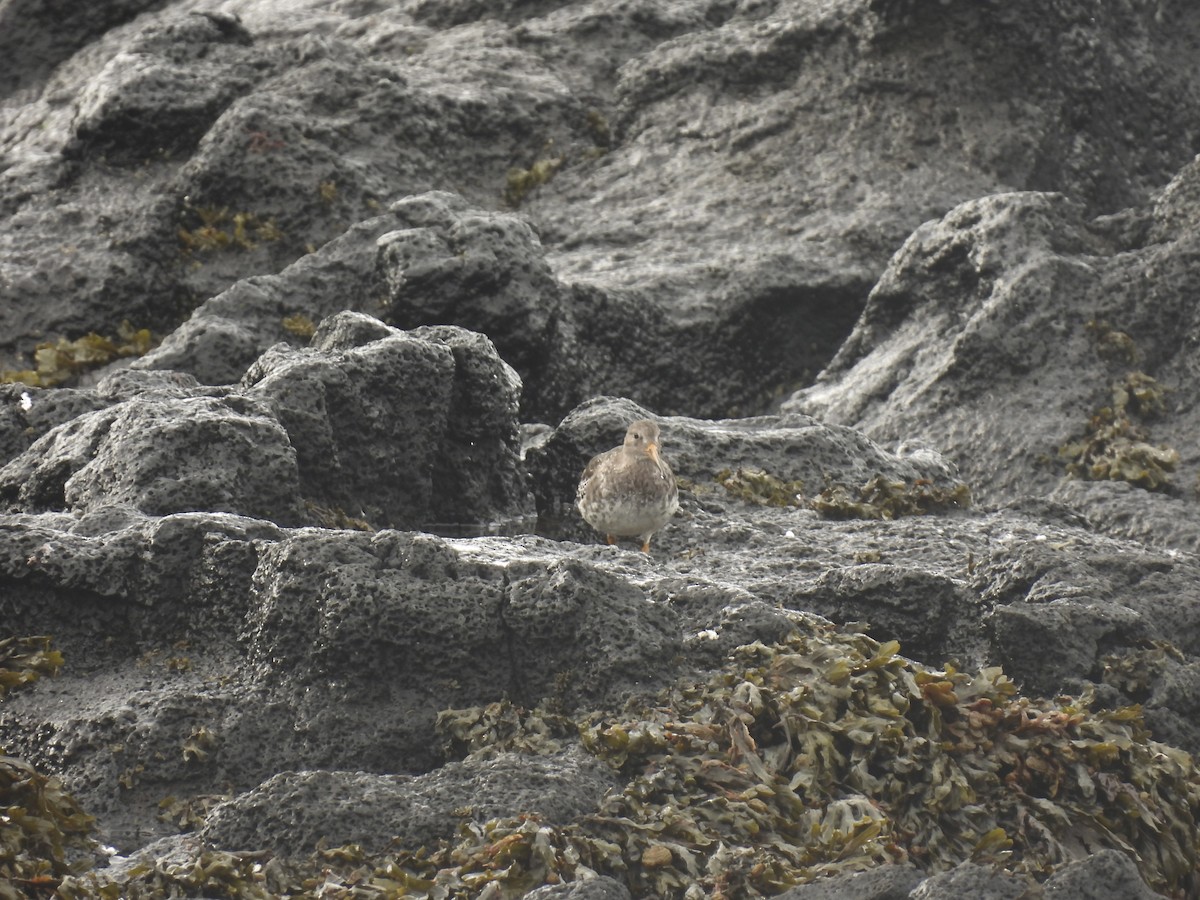 Purple Sandpiper - ML642763337