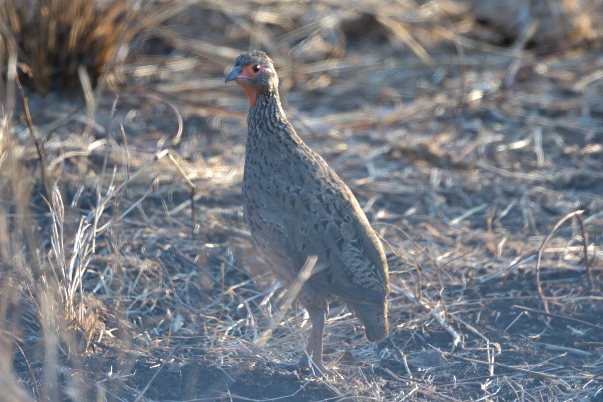 Swainson's Spurfowl - ML642763339