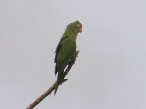 Crimson-fronted Parakeet - ML642763343