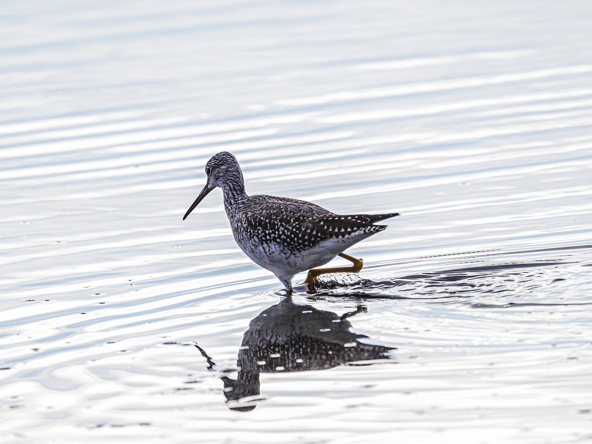 Greater Yellowlegs - ML642763350