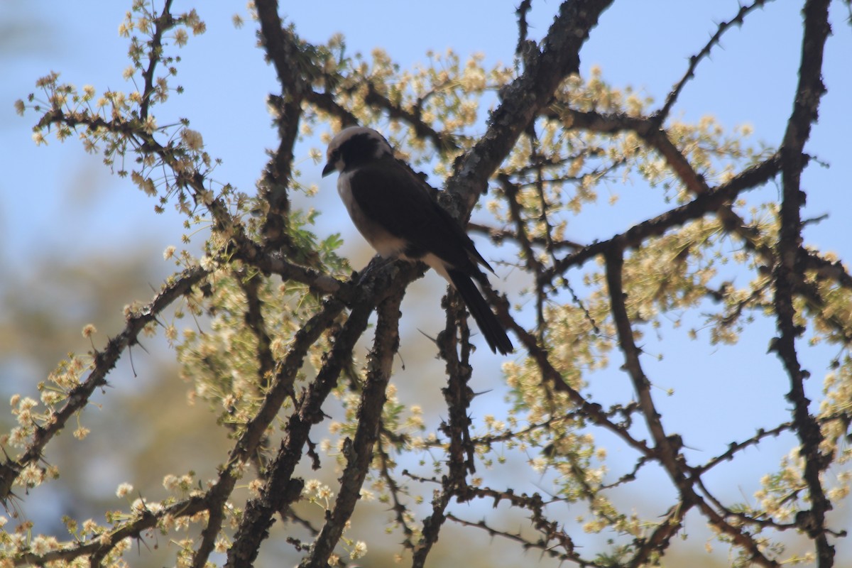 White-rumped Shrike - ML642763369
