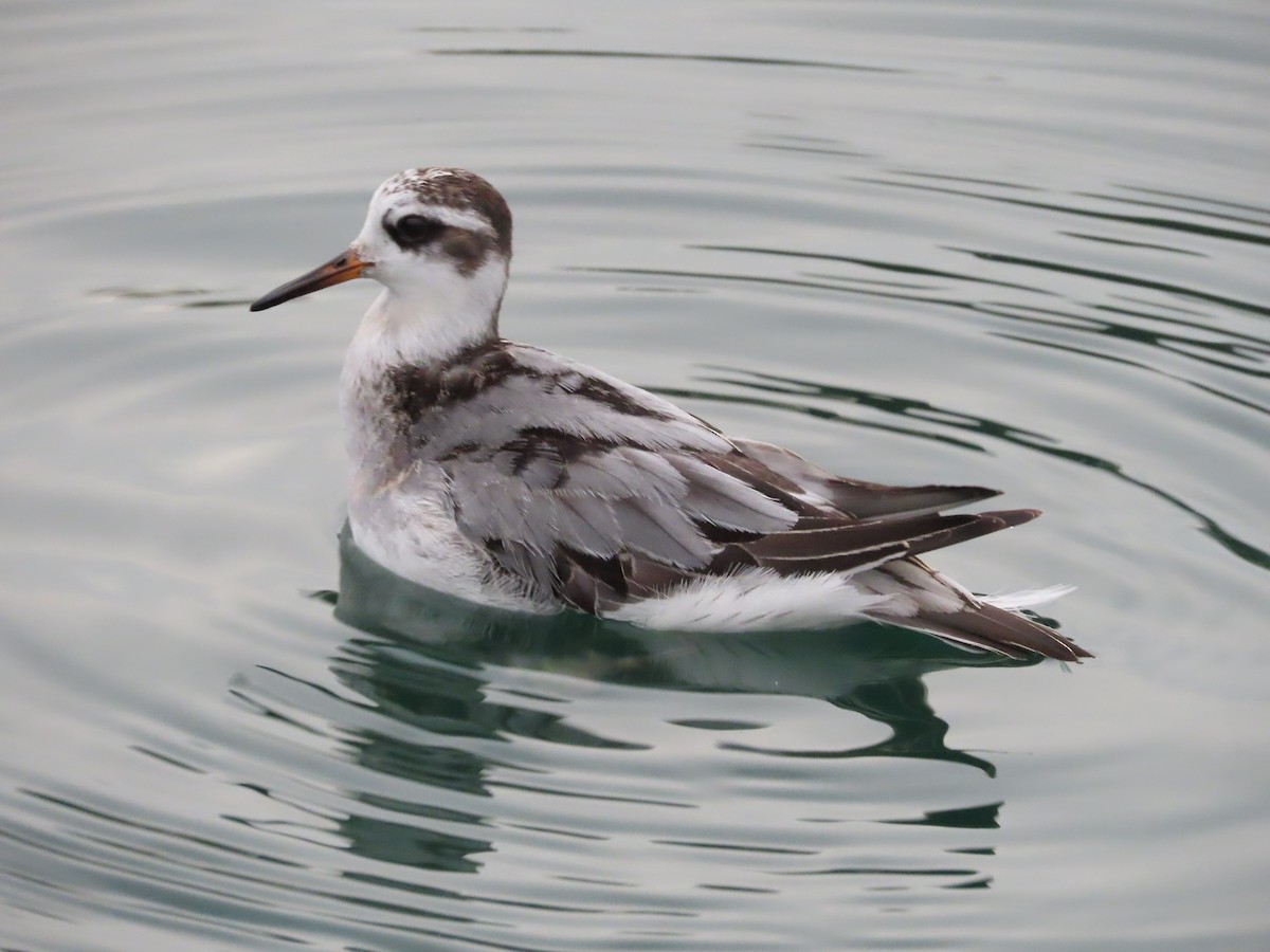 ハイイロヒレアシシギ - ML642763386