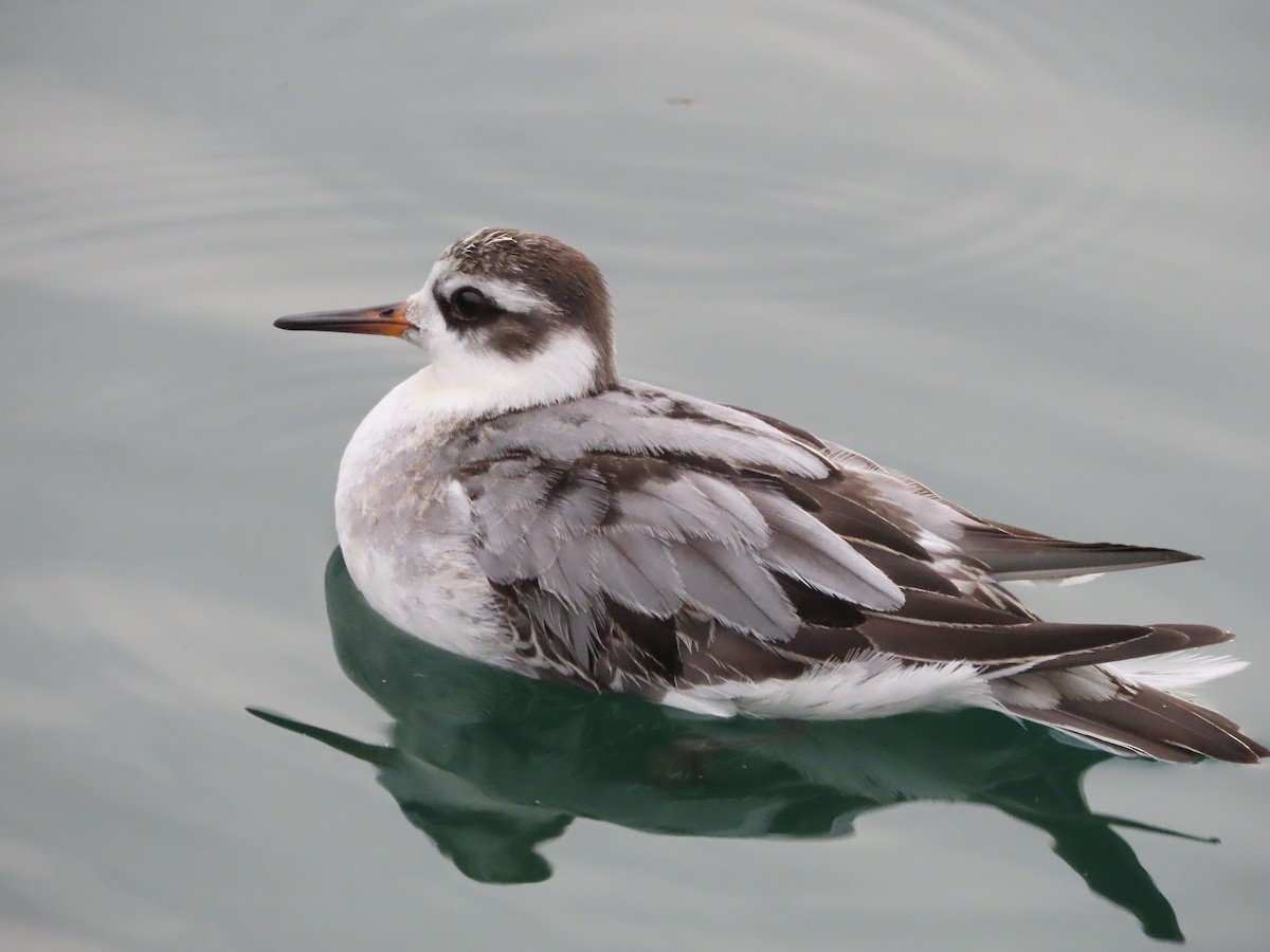 ハイイロヒレアシシギ - ML642763387