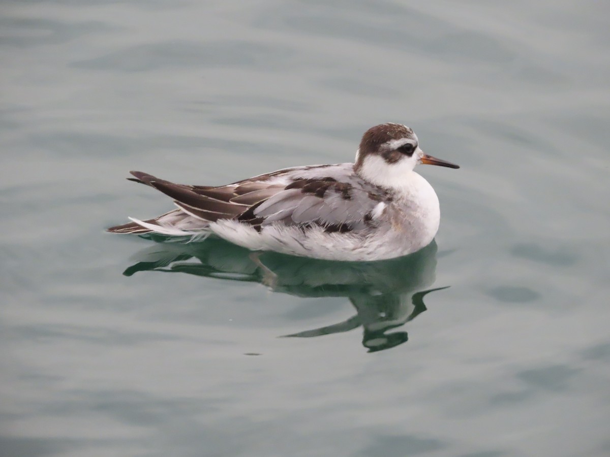 ハイイロヒレアシシギ - ML642763388