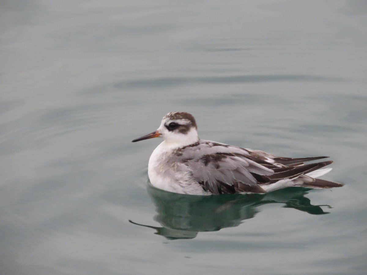 ハイイロヒレアシシギ - ML642763389