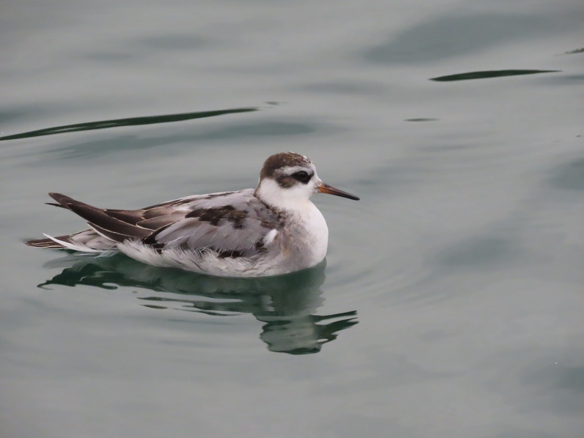 ハイイロヒレアシシギ - ML642763390