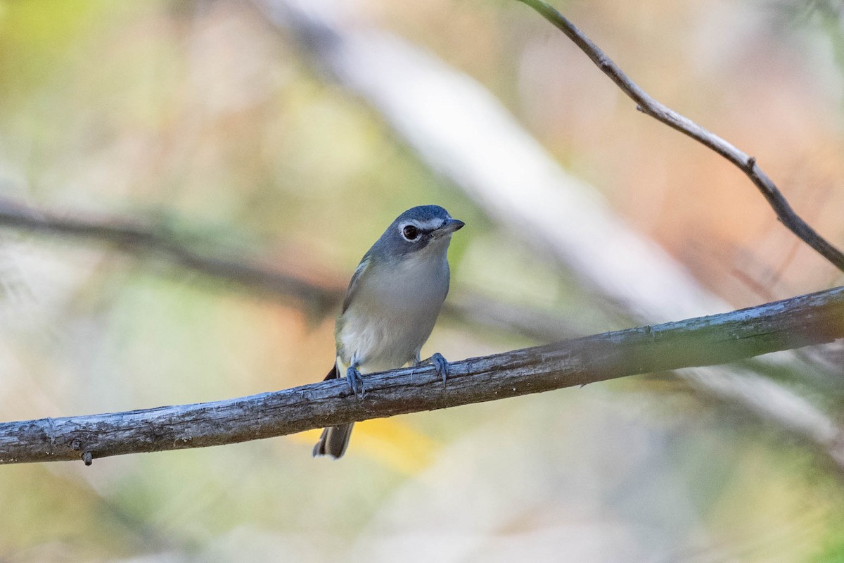 Blue-headed Vireo - ML642763416