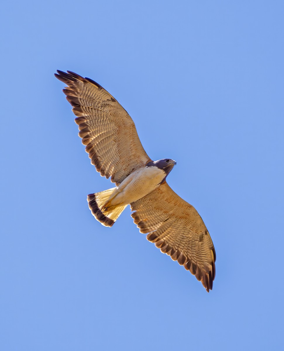 White-tailed Hawk - ML642763419