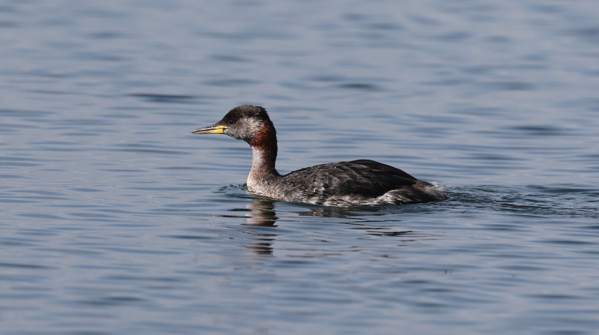 Red-necked Grebe - ML642763430
