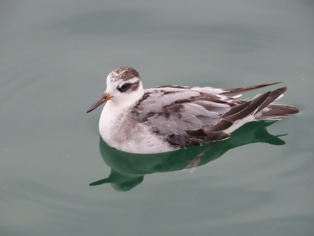 ハイイロヒレアシシギ - ML642763431