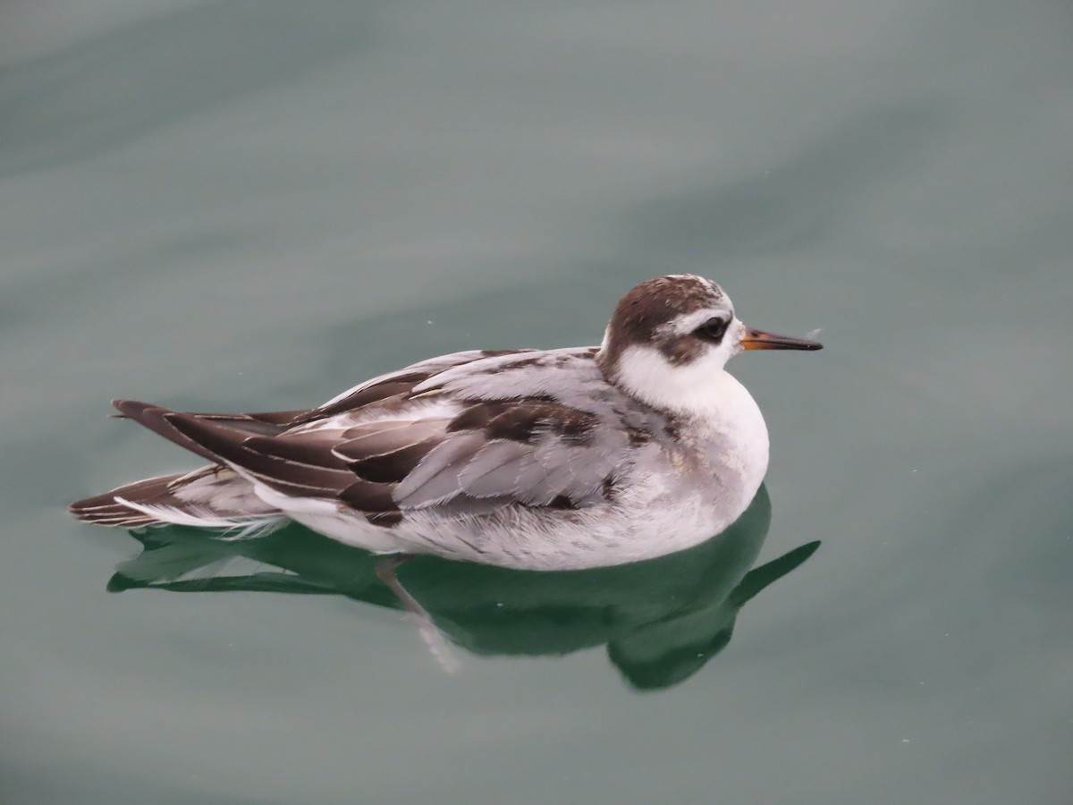 ハイイロヒレアシシギ - ML642763432