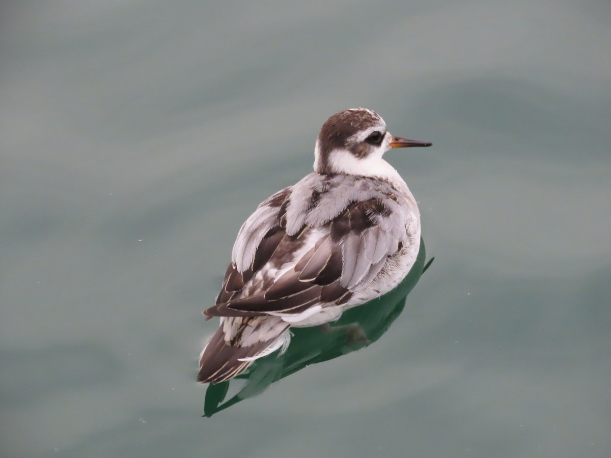 ハイイロヒレアシシギ - ML642763433