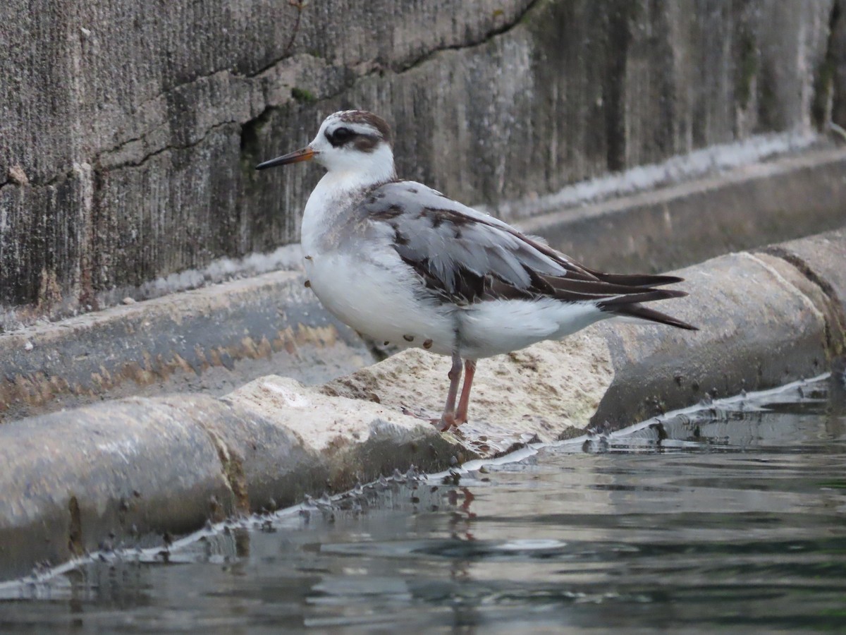 ハイイロヒレアシシギ - ML642763434