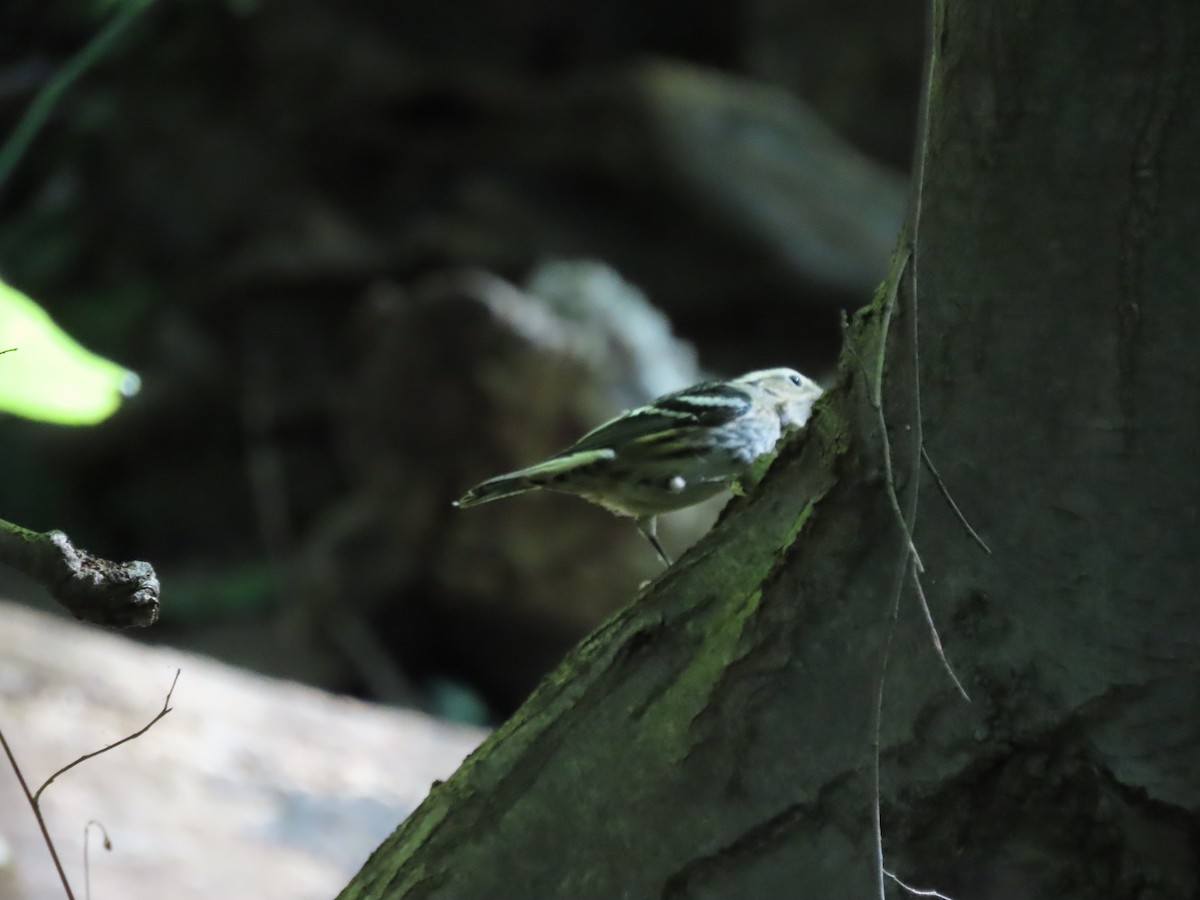 Black-and-white Warbler - ML642763462