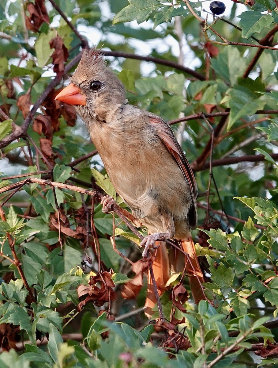 Northern Cardinal - ML642763477