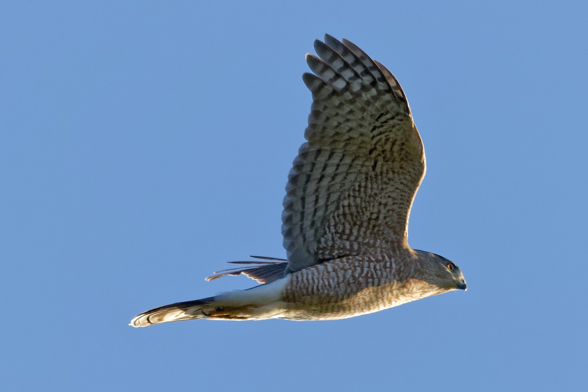Cooper's Hawk - ML642763496