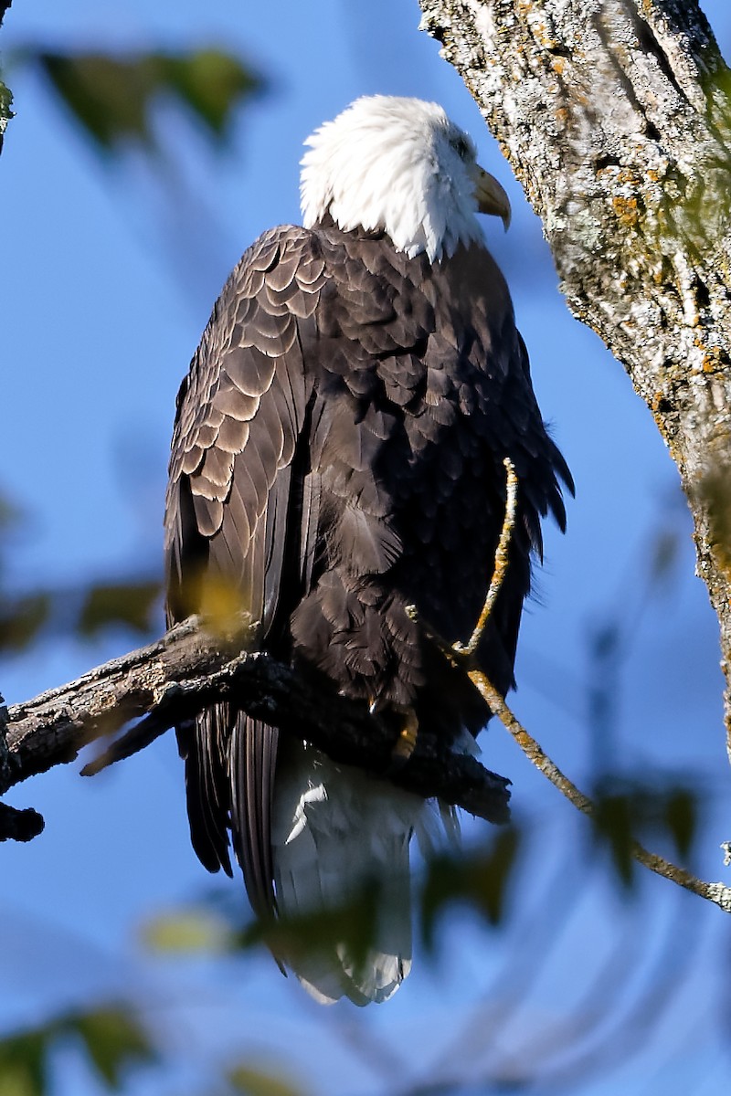 Bald Eagle - ML642763501