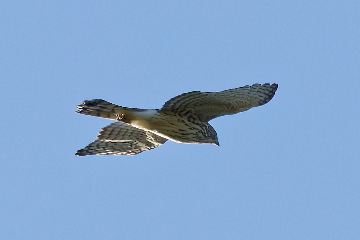 Red-shouldered Hawk - ML642763513