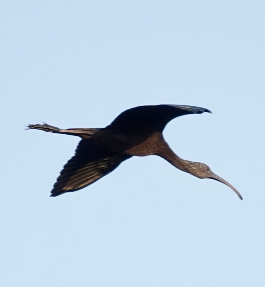 Glossy/White-faced Ibis - ML642763523