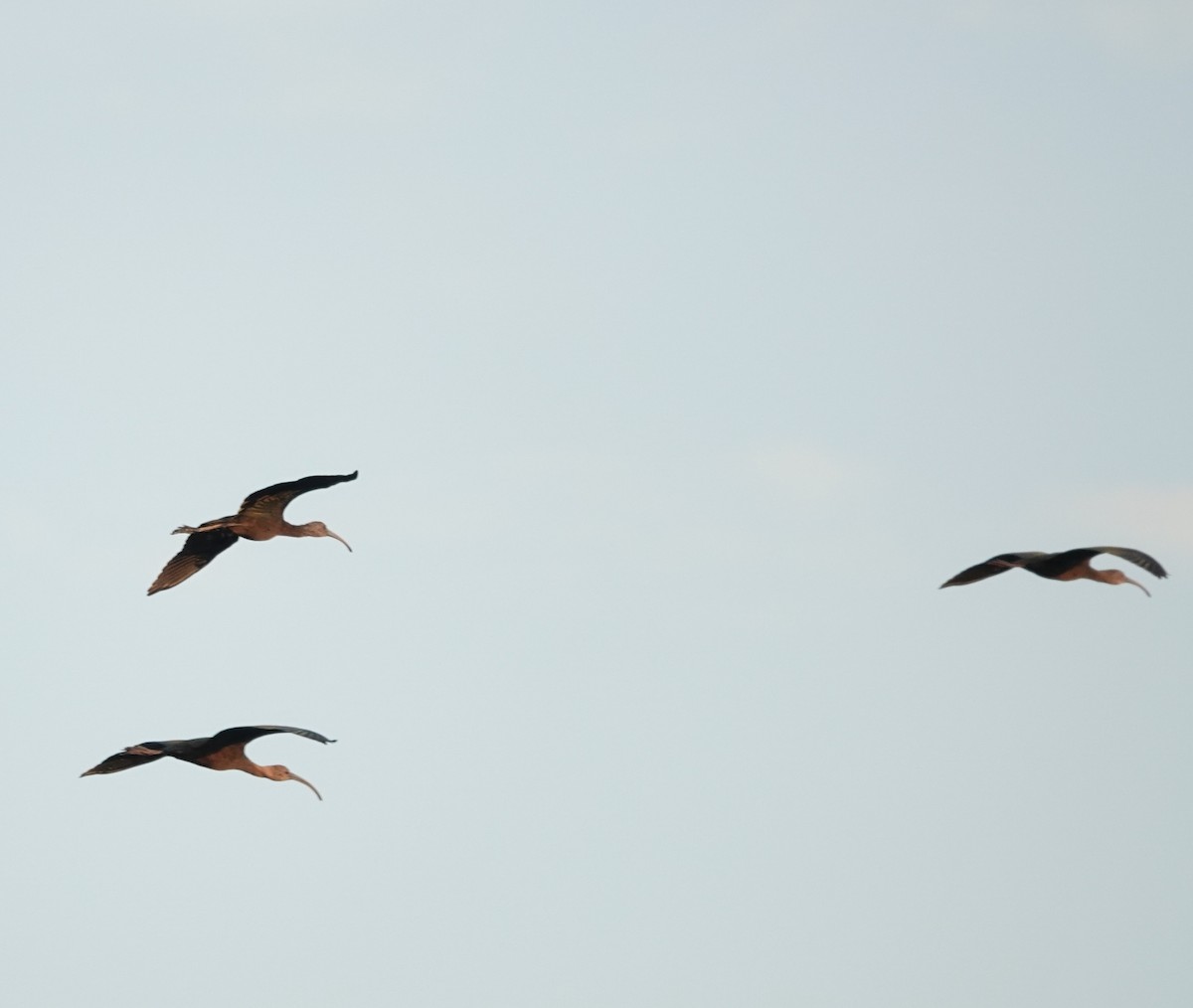 Glossy/White-faced Ibis - ML642763524