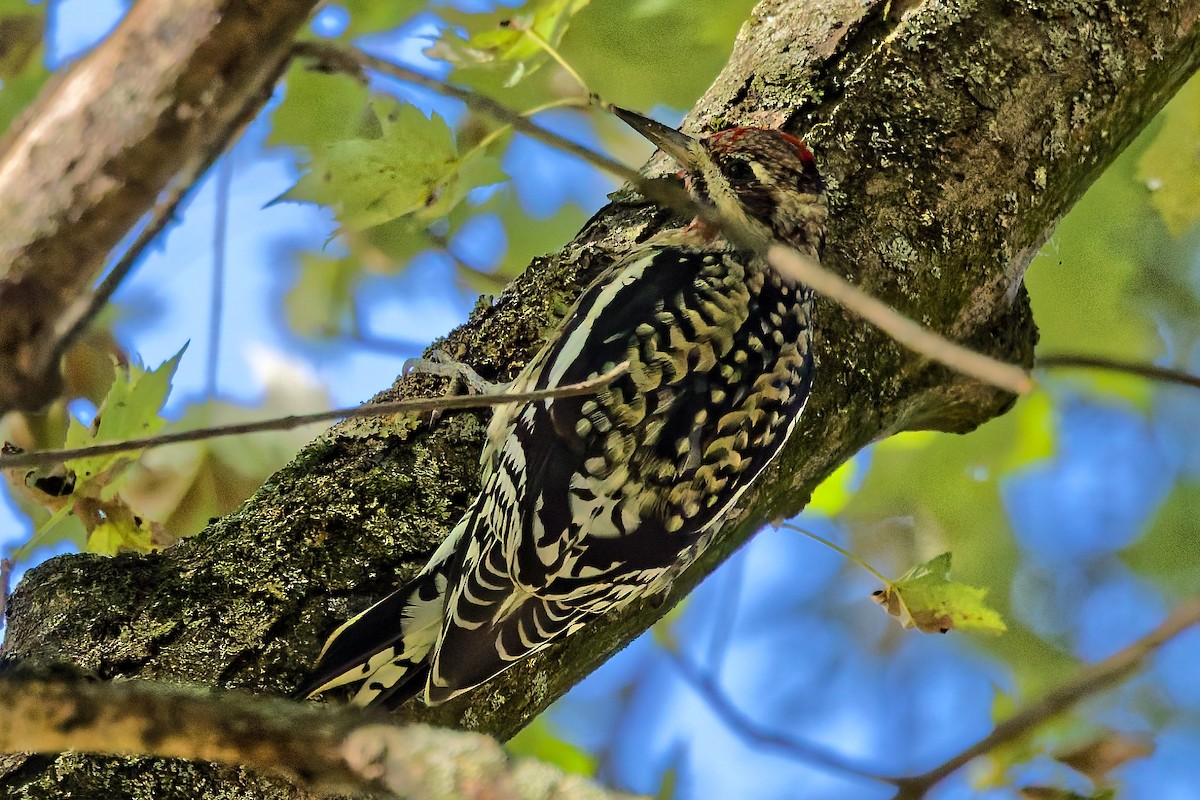 Yellow-bellied Sapsucker - ML642763529