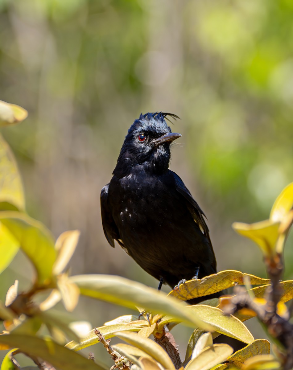 Crested Black-Tyrant - ML642763534