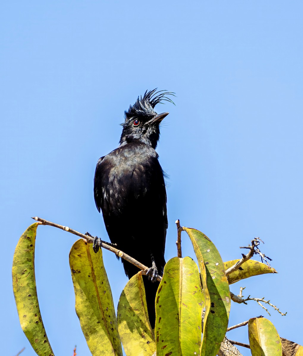 Crested Black-Tyrant - ML642763535