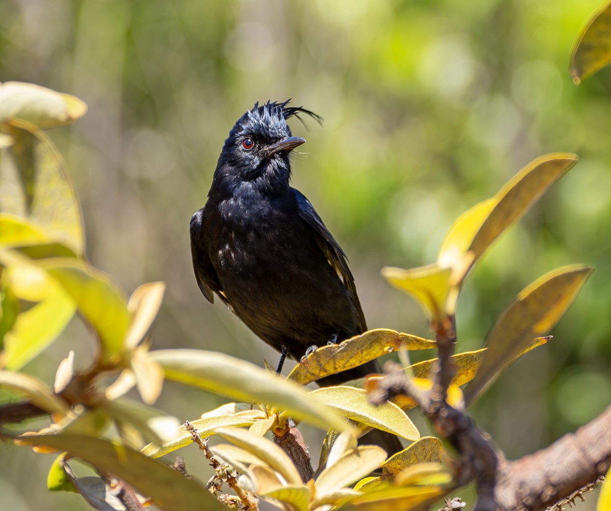 Crested Black-Tyrant - ML642763536