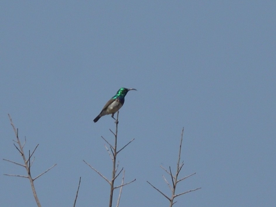 White-bellied Sunbird - ML642763551