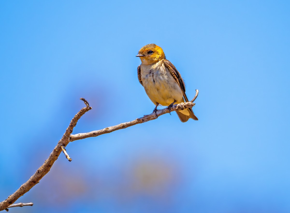 Hirondelle fardée - ML642763552