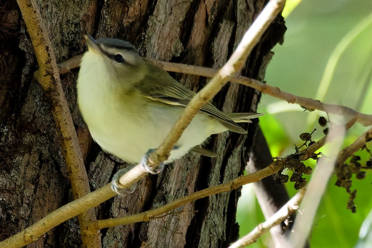 Red-eyed Vireo - ML642763575