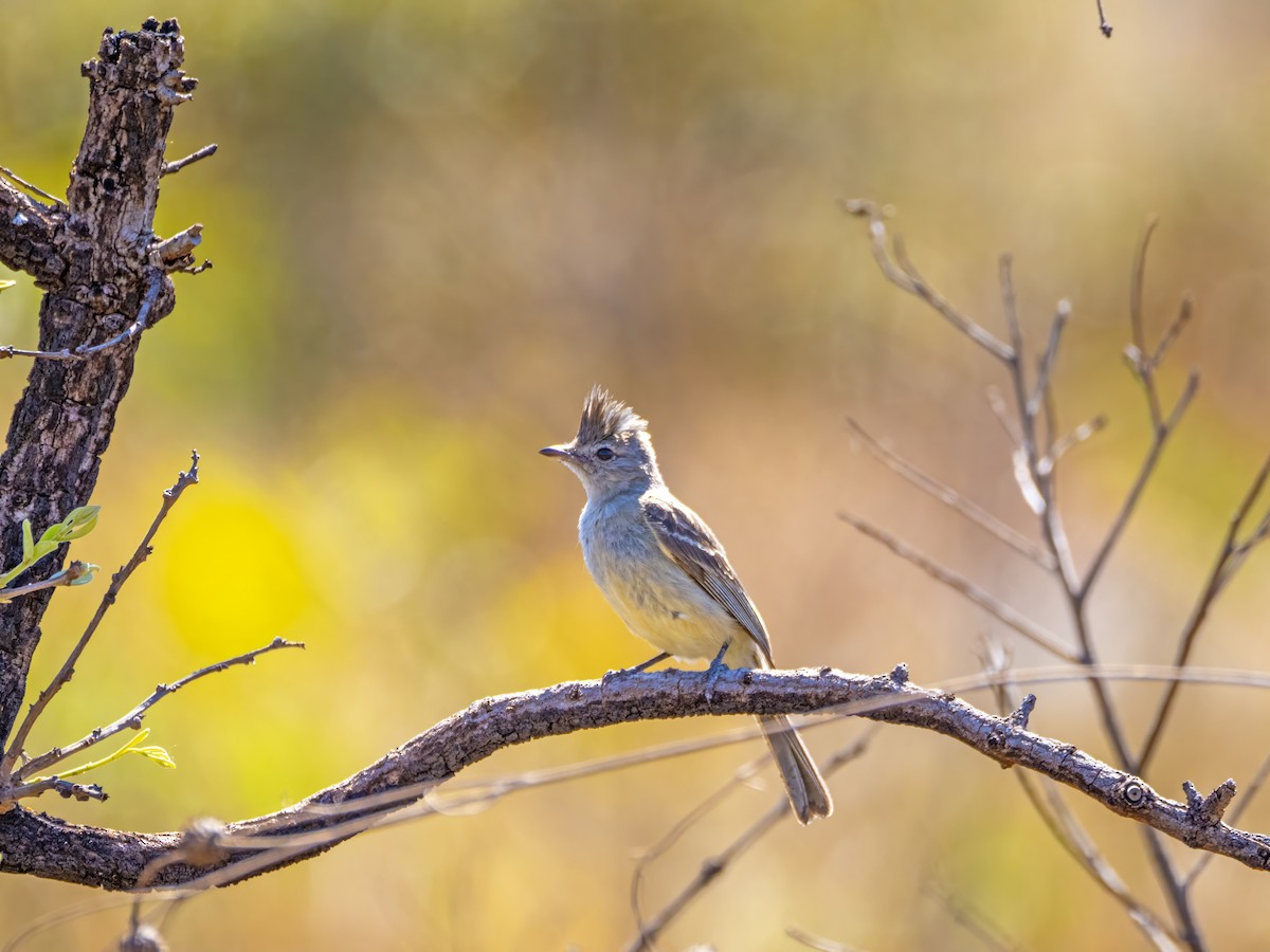 Plain-crested Elaenia - ML642763587